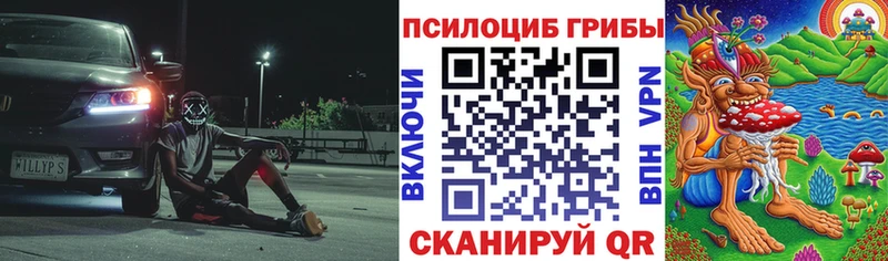 Псилоцибиновые грибы Psilocybe  Купить закладки  Великий Новгород 